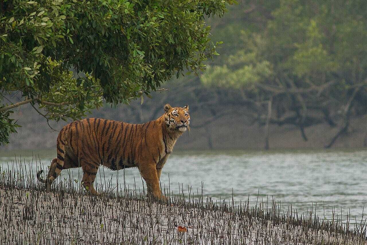 Sundarban Tour